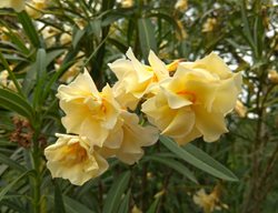Mathilde Ferrier Oleander, Yellow Oleander
Shutterstock.com
New York, NY
