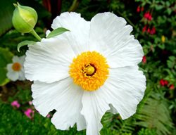 Matilija Poppy 1
Garden Design
Calimesa, CA