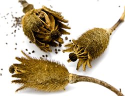 Matilija Poppy
Garden Design
Calimesa, CA