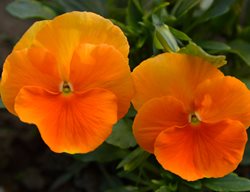 Matrix Orange Pansy, Orange Pansy Flowers
Shutterstock.com
New York, NY