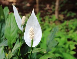 Mauna Loa Peace Lily, Spathiphyllum Wallisii
Shutterstock.com
New York, NY