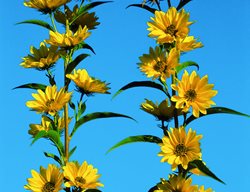 Maximillian Sunflower, Prairie, Native Sunflower
Garden Design
Calimesa, CA