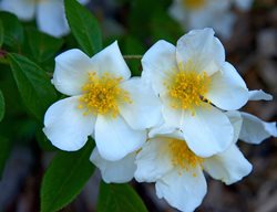 Mckay’s White Potentilla, Potentilla Fruticosa, White And Yellow Flower
Shutterstock.com
New York, NY