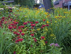 Meadow Flowers, Bee Balm, Oxeye Sunflowera
Larry Weaner Landscape Associates
Glenside, PA