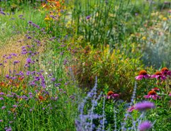 Meadow Flowers, Wildflowers
Shutterstock.com
New York, NY