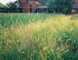 Meadow
Nelson Byrd Woltz
Charlottesville, VA