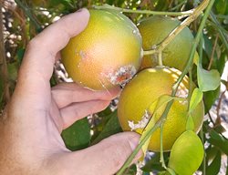 Mealybugs On Citrus, Mealybug Damage, Citrus Mealybug
Shutterstock.com
New York, NY