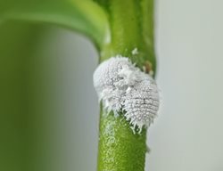 Mealybugs On Stem, Mealybugs
Shutterstock.com
New York, NY