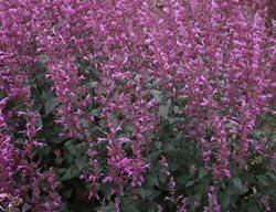 Meant To Bee Royal Raspberry Agastache, Anise Hyssop
Proven Winners
Sycamore, IL