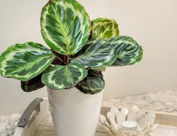 Medallion Calathea, Calathea Roseopicta, Rose Painted Calathea
Proven Winners
Sycamore, IL