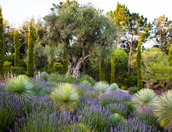 Mediterranean Garden, Olive Tree, Bay Area
Brandon Tyson
Berkeley, CA