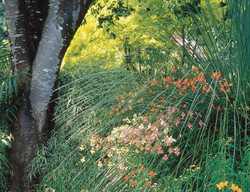 Mediterranean Garden
Western Hills Garden
Occidental, CA