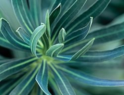 Mediterranean Spurge, Euphorbia Characias
Garden Design
Calimesa, CA