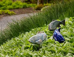 Medium Koi
Garden Design
Calimesa, CA