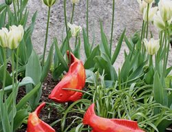 Medium Salsa Fishie, Fish Garden Art
Tyson M. Weiss
ME