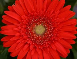 Mega Revolution Scarlet Red Gerbera Daisy, Red Gerbera Daisy
Proven Winners
Sycamore, IL