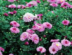 Mei Kyo, Pink Chrysanthemum
Alamy Stock Photo
Brooklyn, NY