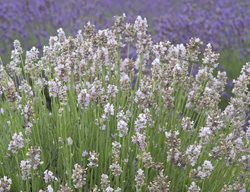 Melissa Lavender, Pink Lavender
Garden Design
Calimesa, CA