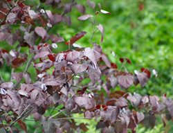 Merlot Redbud Tree, Cercis Hybrid
Shutterstock.com
New York, NY