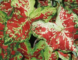 Mesmerized Caladium, Variegated Foliage, Red And Green Leaf
Proven Winners
Sycamore, IL
