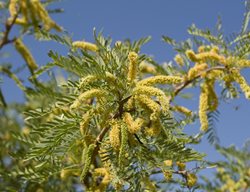 Mesquite Tree, Prosopis
Shutterstock.com
New York, NY