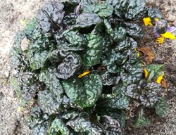 Metallica Crispa Bugleweed, Ajuga Pyramidalis
Shutterstock.com
New York, NY