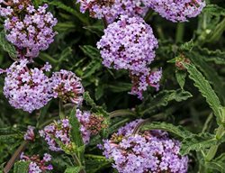 Meteor Shower, Verbena Bonariensis, Purple Verbena
Proven Winners
Sycamore, IL
