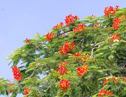 Mexican Bird Of Paradise Tree, Caesalpinia Mexicana
Shutterstock.com
New York, NY