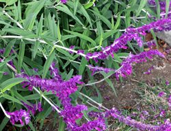 Mexican Bush Sage, Salvia Leucantha Midnight
Shutterstock.com
New York, NY