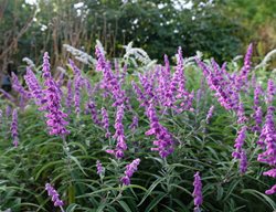Mexican Bush Sage, Salvia Leucantha
Shutterstock.com
New York, NY
