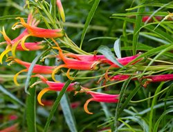 Mexican Cardinal Flower, Lobelia Laxiflora, Red Flower
Alamy Stock Photo
Brooklyn, NY