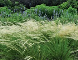 Mexican Feather Grass, Billowing Grasses
Ten Speed Press
Berkeley, CA