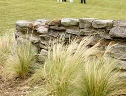 Mexican Feather Grass, Nasella Tenuissima, Stipa Tennuissima
Proven Winners
Sycamore, IL