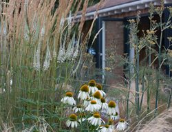 Mexican Feather Grass, Plant Combinations
Garden Design
Calimesa, CA