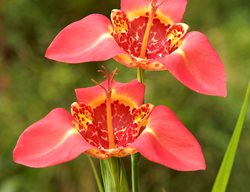 Mexican Shell Flower, Tigridia Pavonia
Garden Design
Calimesa, CA