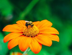 Mexican Sunflower And Bee, Pollinator Plant
Shutterstock.com
New York, NY