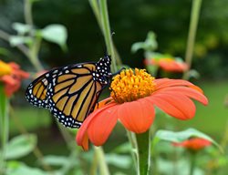 Mexican Sunflower With Monarch, Tithonia Rotundifolia
Shutterstock.com
New York, NY