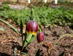 Michael's Flower Fritillaria, Fritillaria Michailovskyi
Shutterstock.com
New York, NY