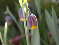 Michael's Flower, Fritillaria Michailovskyi
Shutterstock.com
New York, NY