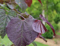 Midnight Express Redbud, Eastern Redbud, Cercis Canadensis
Proven Winners
Sycamore, IL
