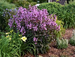 Midnight Masquerade Penstemon, Perennial Plant
Proven Winners
Sycamore, IL