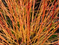Midwinter Fire Dogwood, Bloodtwig Dogwood, Cornus Sanguinea
Shutterstock.com
New York, NY