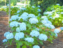 Mii Penny Hydrangea
Gardener's Confidence

