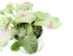 Milk Confetti Arrowhead Vine, Syngonium Podophyllum
Shutterstock.com
New York, NY