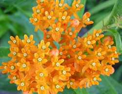 Milkweed, Asclepias Tuberosa
Plant Paradise Country Gardens
Caledon, ON