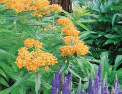 Milkweed, Speedwell
Plant Paradise Country Gardens
Caledon, ON