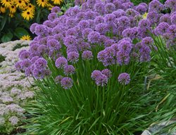 Millenium Allium
Proven Winners
Sycamore, IL