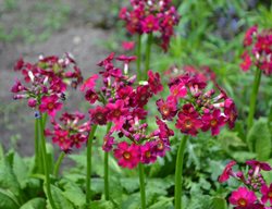 Miller's Crimson Primrose, Primula Japonica
Shutterstock.com
New York, NY