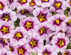 Million Bells, Morning Star, Superbells
Proven Winners
Sycamore, IL