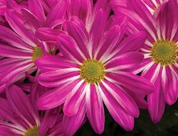Milton Pink Bicolor Mum, Bicolor Flower, Fall Flower
Proven Winners
Sycamore, IL